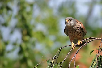 Turmfalke (Falco tinnunculus)