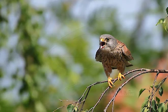 Turmfalke (Falco tinnunculus)