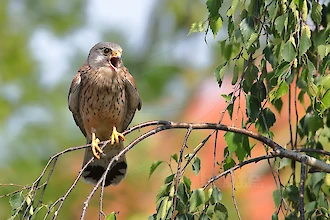 Turmfalke (Falco tinnunculus)