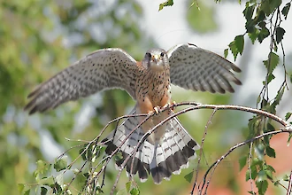Turmfalke (Falco tinnunculus)