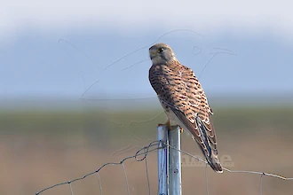 Turmfalke (Falco tinnunculus)