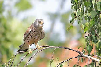 Turmfalke (Falco tinnunculus)