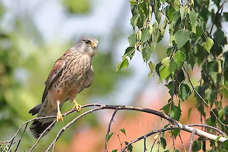 Turmfalke (Falco tinnunculus)