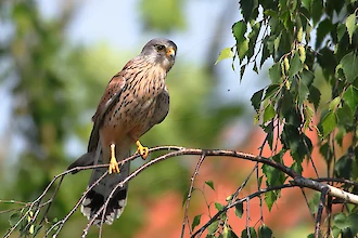 Turmfalke (Falco tinnunculus)