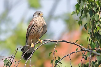 Turmfalke (Falco tinnunculus)