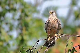 Turmfalke (Falco tinnunculus)