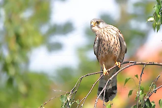Turmfalke (Falco tinnunculus)
