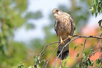 Turmfalke (Falco tinnunculus)