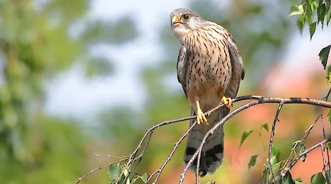 Raptors, falcons & owls