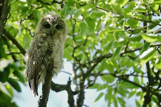 Waldkauz-&Auml;stling (Strix aluco)