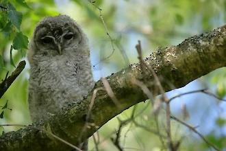 Waldkauz-&Auml;stling (Strix aluco)