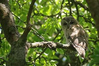 Waldkauz-&Auml;stling (Strix aluco)