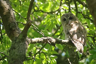 Waldkauz-&Auml;stling (Strix aluco)