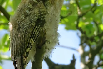 Waldkauz-&Auml;stling (Strix aluco)