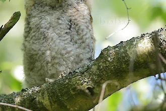 Waldkauz-&Auml;stling (Strix aluco)