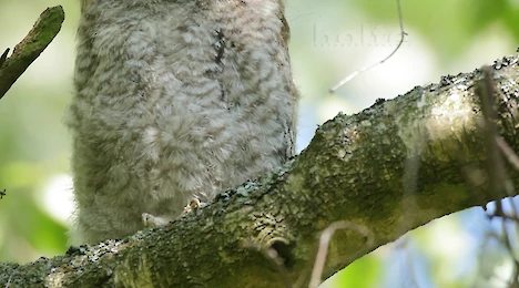 Greifvögel, Falken & Eulen