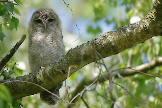 Waldkauz-&Auml;stling (Strix aluco)