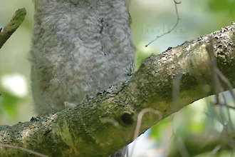Waldkauz-&Auml;stling (Strix aluco)