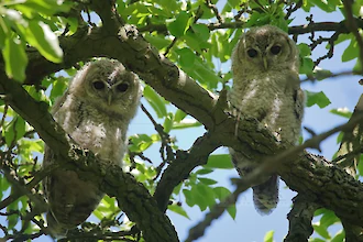 Waldkauz-&Auml;stlinge (Strix aluco)