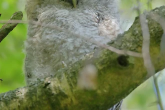 Waldkauz-&Auml;stling (Strix aluco)