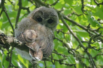 Waldkauz-&Auml;stling (Strix aluco)
