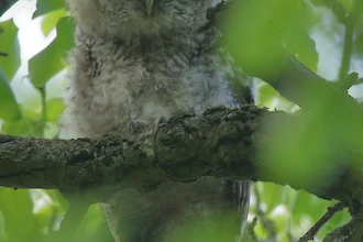 Waldkauz-&Auml;stling (Strix aluco)
