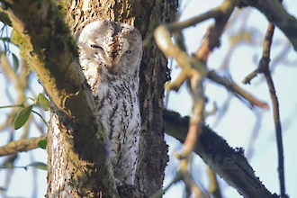 Waldkauz (Strix aluco)