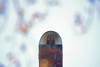 Waldkauz (Strix aluco)