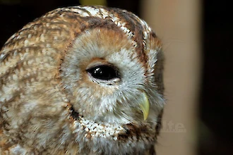 Waldkauz (Strix aluco)