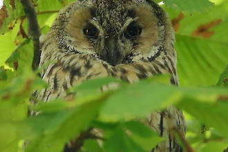 Waldohreule (Asio outs)