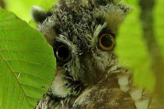 Waldohreule (Asio outs)