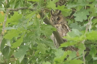 Waldohreule (Asio otus)