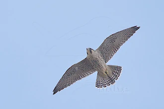 Wanderfalke (Falco peregrinus)