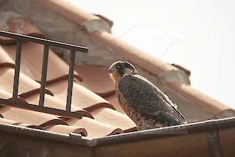 Wanderfalke (Falco peregrinus)