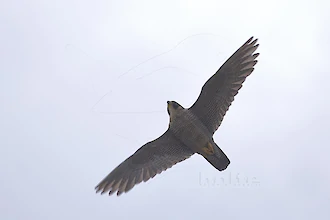 Wanderfalke (Falco peregrinus)