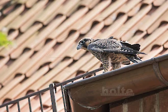 Wanderfalke (Falco peregrinus)