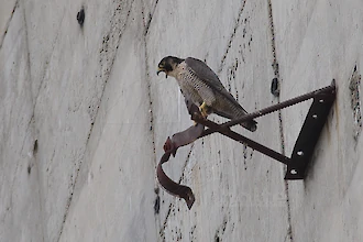 Wanderfalke (Falco peregrinus)