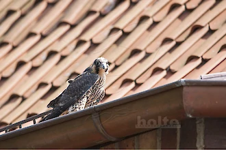 Wanderfalke (Falco peregrinus)