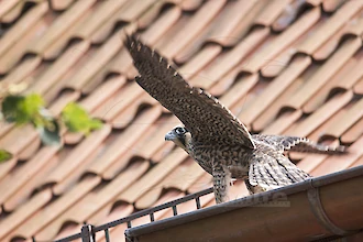 Wanderfalke (Falco peregrinus)