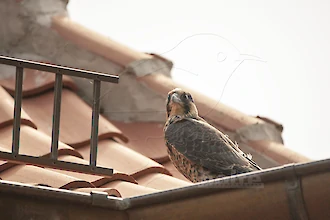 Wanderfalke (Falco peregrinus)