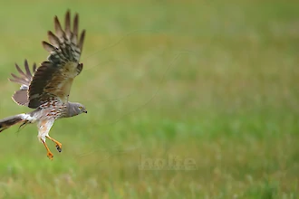 Wiesenweihe (Cirus pygargus)