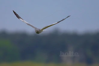 Wiesenweihe (Circus pygargus)