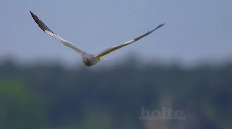 Greifvögel, Falken & Eulen