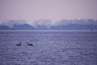 Mute swan (Cygnus olor)