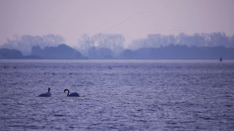 Mute swan (Cygnus olor)