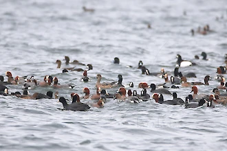 Wigeon (Anas penelope), Tufted duck (Aythya fuligula), Greater scaup (A. marila) and Coot (Fulica atra)