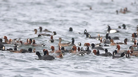 Schwäne, Enten, Gänse & Kormorane