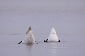 Mute swan (Cygnus olor)