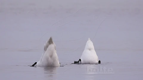 Mute swan (Cygnus olor)