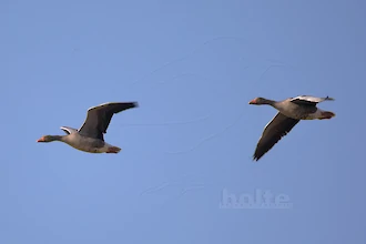 Greylag goose (Anser anser)